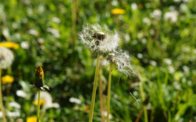 Facts About Ragweed Pollen