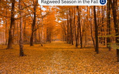 Navigating Ragweed Allergies in the Midwest: A Fall Guide